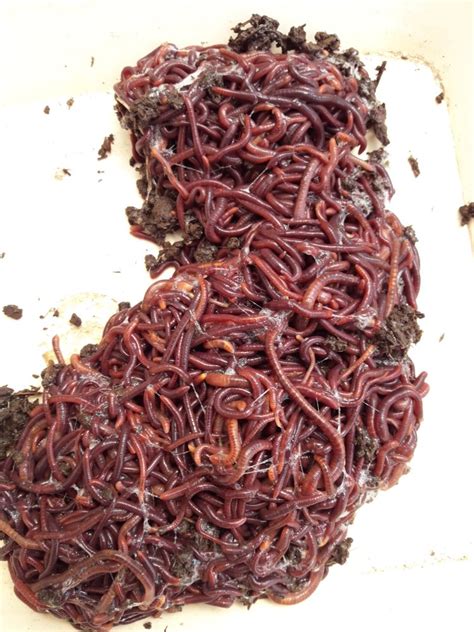 Eisenia fetida Loose Live Earthworms at Rs 350/kg in New Delhi | ID: 26472477373