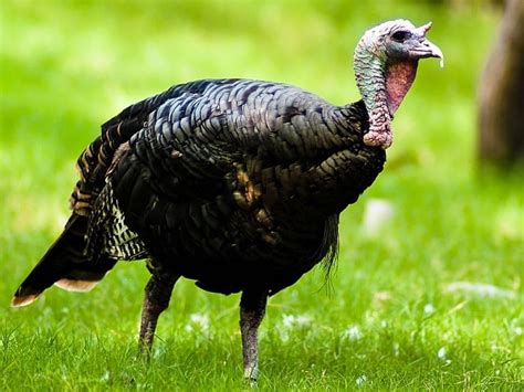 Petition Launched to Change Name of Turkey Bird to Turkiye ...