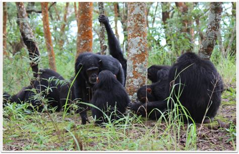 Chimpanzee Behavior and Conservation - An Online Course from Duke