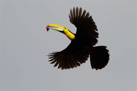 File:Keel-billed toucan flying.jpg - Wikimedia Commons