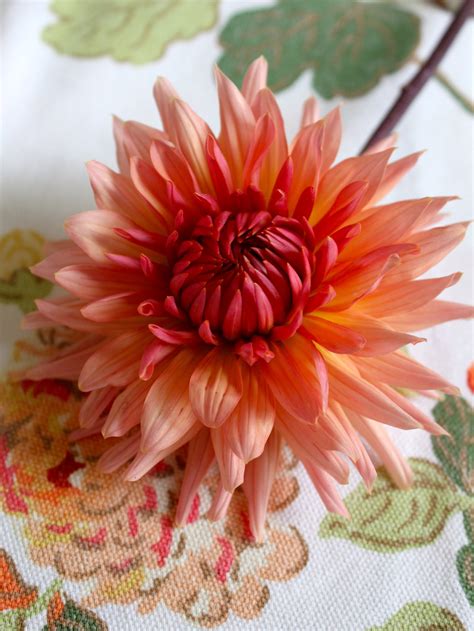 Dahlia Bouquet