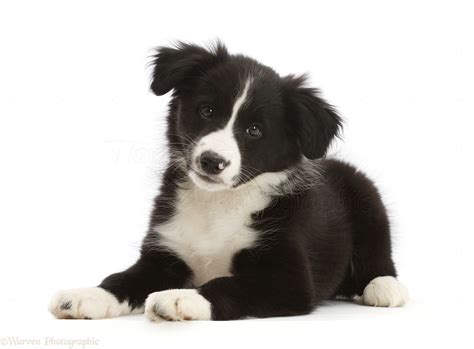 Dog: Black-and-white Border Collie puppy photo WP49320