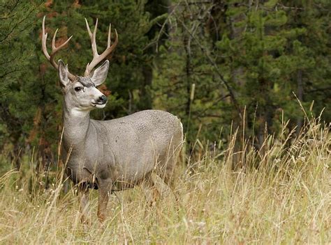 6 Types Of Deer In California - WoodsMan Report