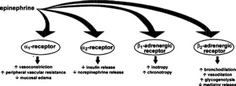 Epinephrine function, epinephrine uses, dosage & epinephrine side effects