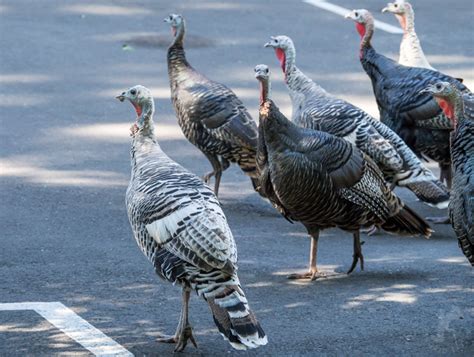 The Legend of the White Gallopavo – Ingrid Taylar Foto