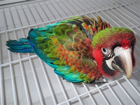 Macaw Price | Macaw For Sale Online | Order Flame Macaw