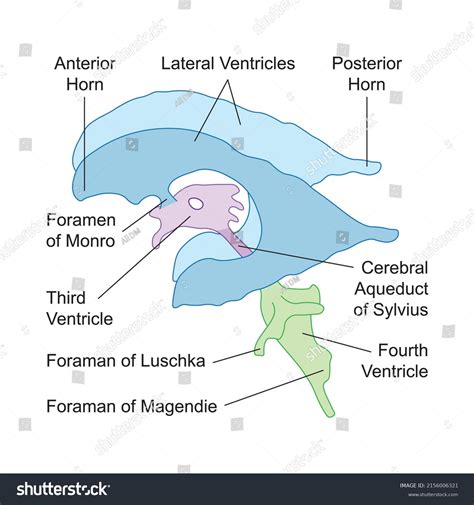 14 Foramen Of Monroe Images, Stock Photos & Vectors | Shutterstock