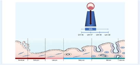 Diagram representing duration and timing of the window of implantation... | Download Scientific ...