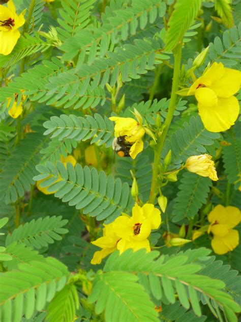 Garden of Aaron: Partridge Pea - One of the Best (Self-Sowing) Annuals ...