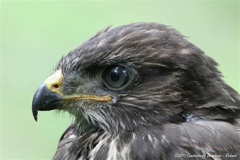 Buteo Buteo by RichardConstantinoff on DeviantArt