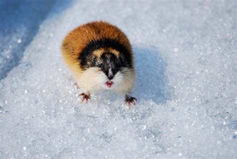 Lemming vs Hamster: What Are The Differences? - Wiki Point
