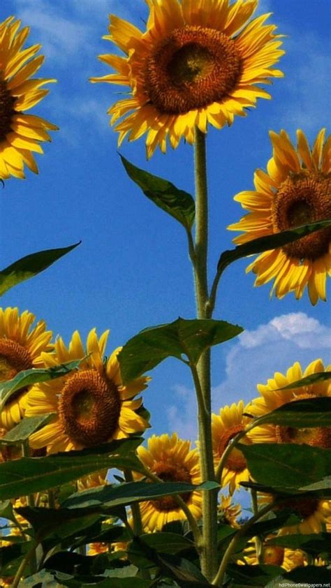 Sunflower Blue Wallpapers - Top Free Sunflower Blue Backgrounds - WallpaperAccess