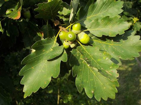 How to identify Sessile Oak - nativetreesfromseed.com