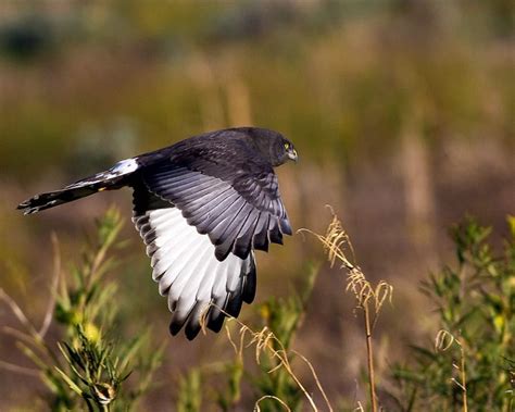 Black Harrier | Harrier, Raptor bird of prey, Raptors bird