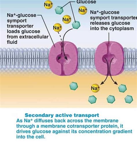 GLUCOSE TRANSPORTERS - New