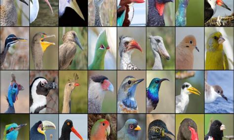 How bird beaks evolved over time decoded