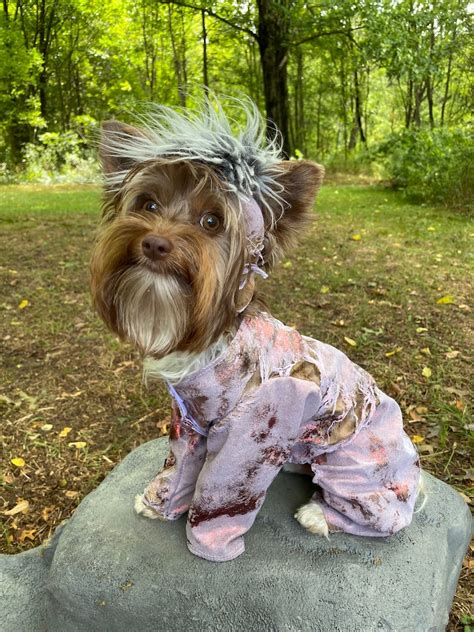 Zombie dog Halloween costume for small breed dogs | Etsy