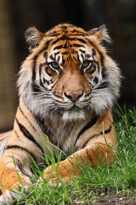 Tiger. The male tiger is sitting on grass , #AD, #male, #Tiger, #tiger ...