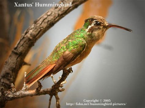 Hummingbird Pictures Guide: Xantus' Hummingbird