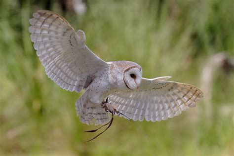 Barn Owl | Amazing Animal Basic Facts & Pictures | Animals Lover