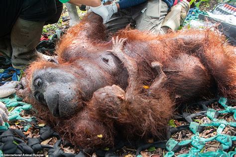 Heartbreaking moment tiny orangutan cries and clings to its mother in Borneo | Daily Mail Online