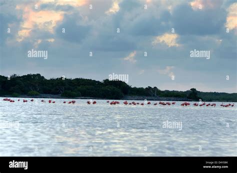 Anegada island flamingo hi-res stock photography and images - Alamy