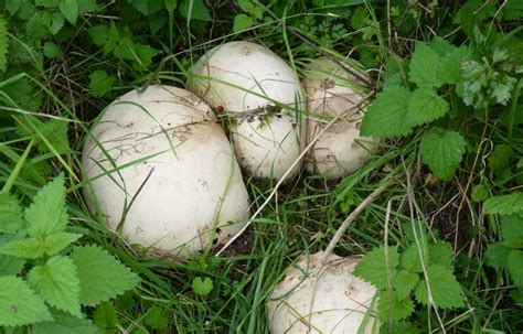 Calvatia gigantea