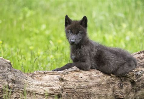 1,385 Black Wolf Pup Stock Photos - Free & Royalty-Free Stock Photos from Dreamstime