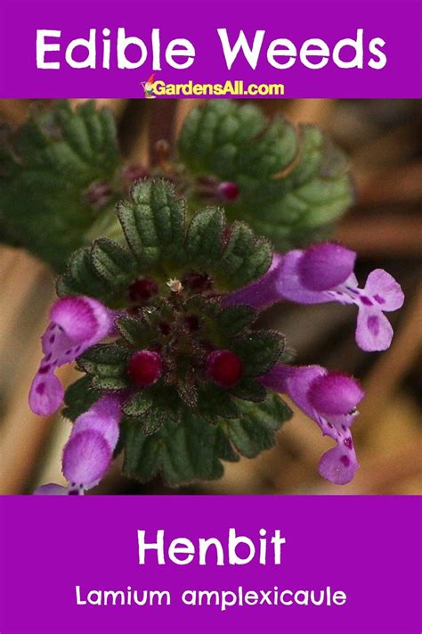 Henbit-edible-weeds-GardensAll.com_ | GardensAll