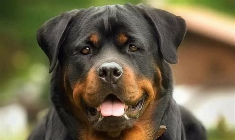 Rottweiler Training Tips - PetTime