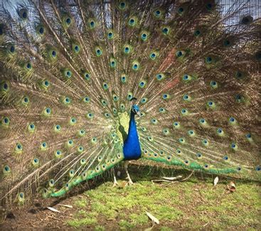 Drive Through Safari Park, Zoo, Tennessee Safari Park, Alamo, TN