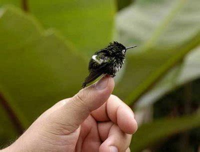 Curio World: Bee Hummingbird