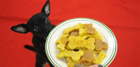 Healthy, Safe Snacks to Help Your Pet Slim Down | ASPCA