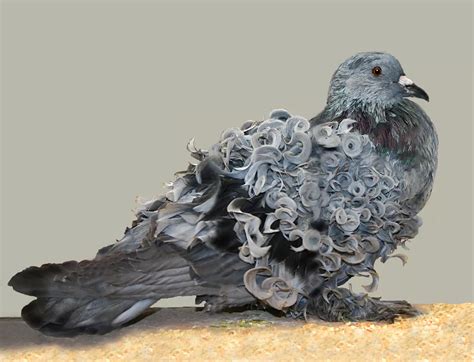 The Frillback Pigeon, which developed distinctive curly feathers after years of rock dove ...