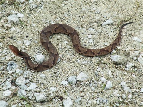 Copperhead Snake, Montour Trail (8PM) : pittsburgh