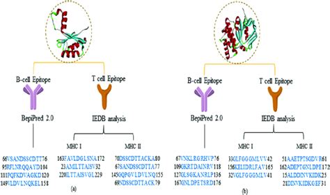 B-cell and T-cell epitope predicted residues for target antibody ...