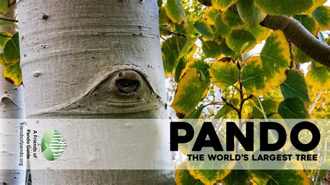 The Pando Tree | A Guide to All Things Pando | Friends of Pando