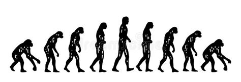 Theory Evolution of Man. from Monkey To Man. Vintage Engraving Stock ...