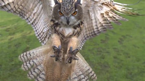 Eagle owl in flight high speed camera AMAZING slow motion camera - YouTube