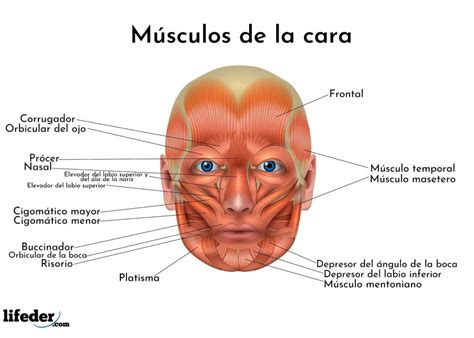 Músculos de la cara: descripción y funciones (con imágenes)