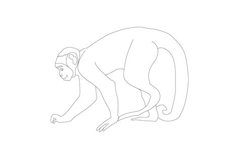 Monkey Line Art Vector Illustrations Graphic by md.shahalamxy ...