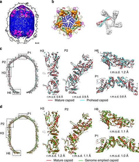 Structure of the scaffolding protein and structural comparisons of the ...