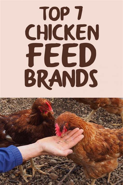 Top 7 Chicken Feed Brands in 2022 - The Happy Chicken Coop