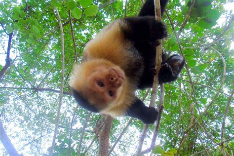 Gatun Lake Wildlife Tour from Panama City 2024