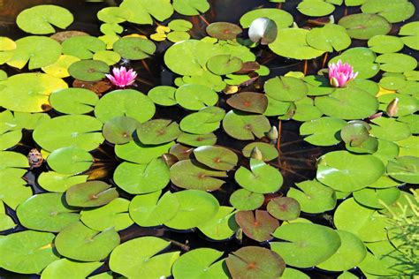 Lily Pads In A Pond Free Stock Photo - Public Domain Pictures