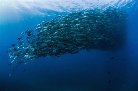 Tornado of Fish Photography-7 – Fubiz Media