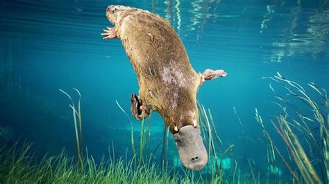 Quirky and Cute: Platypus Fun Facts Every Kid Should Know!