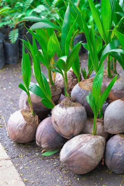 Buy Kerala Coconut Plant » GETSVIEW MARKET