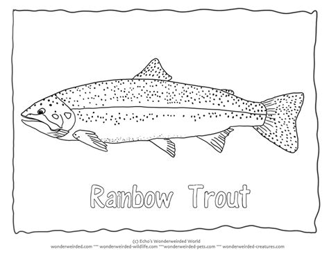 Rainbow Trout Picture to Color 1 Trout Coloring Page with Trout Outline Pictures , Rainbow trout ...