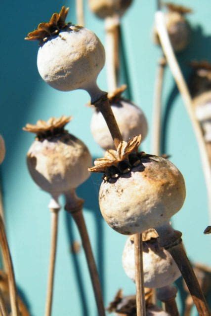 poppy seed heads | Dried Flower Craft